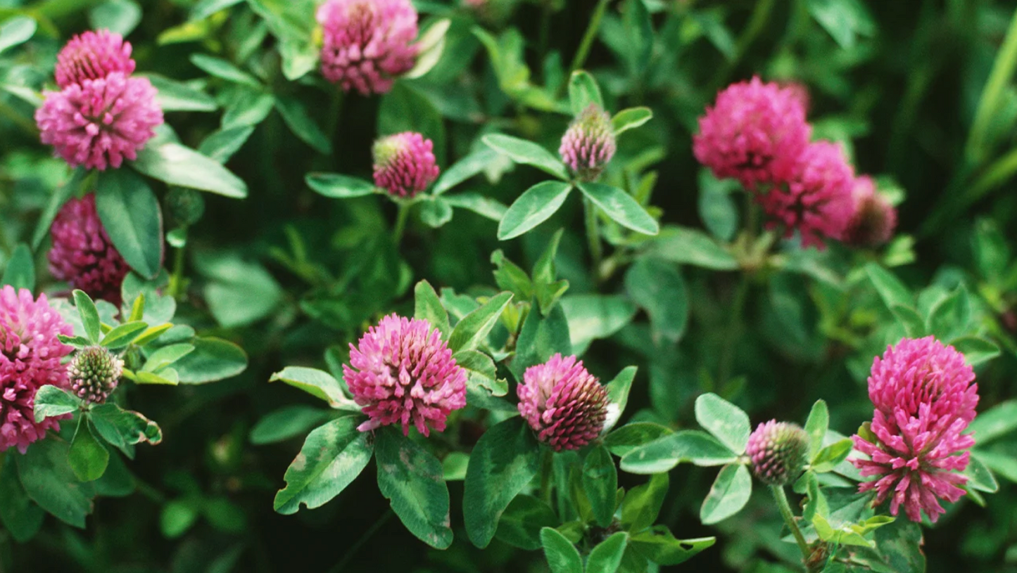 8/15 @6:30pm Herbalism Class: Red Clover