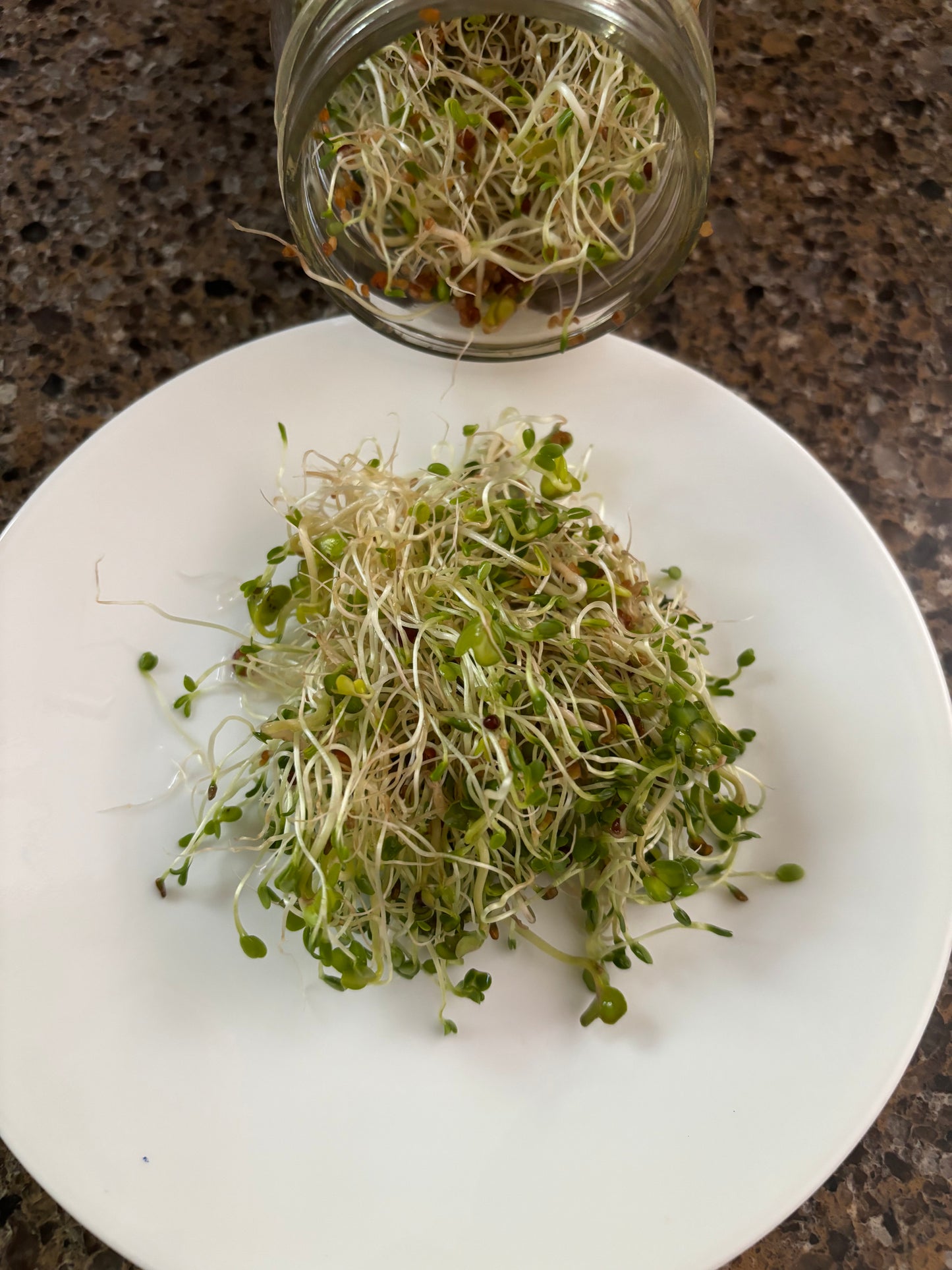 Sprouting Seed Blend (Organic)