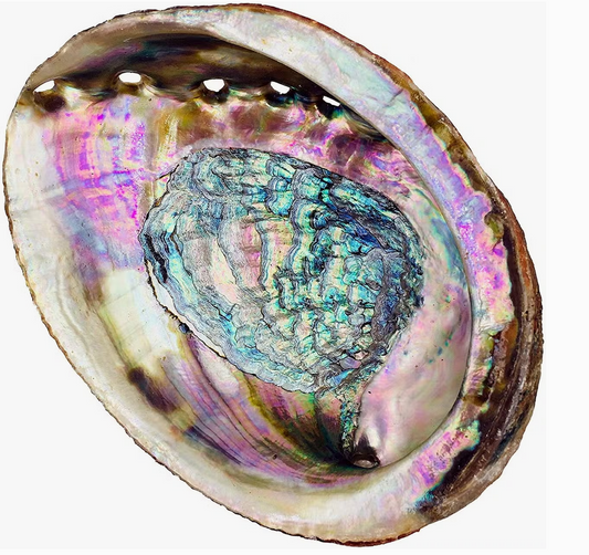Abalone Shell (for smudging)