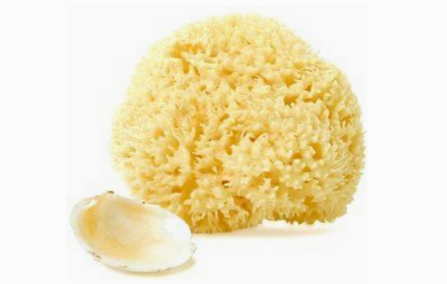 Dead Sea Sponge