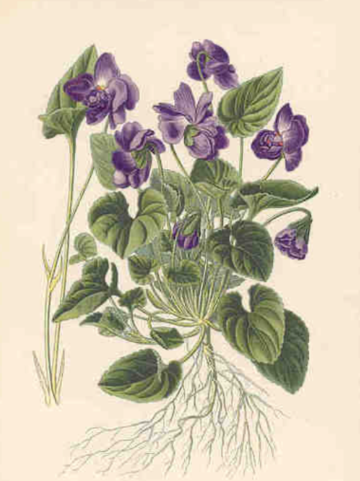 June 6th @6:30pm Herbalism Workshop: Soft Landings with Violet