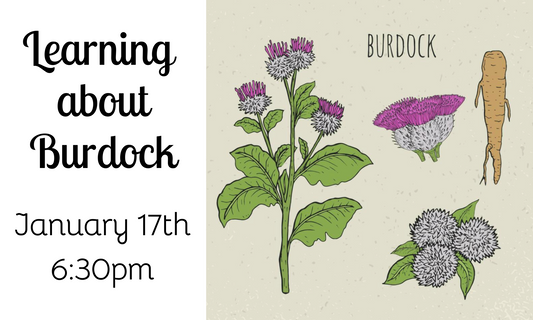 1/17 @6:30pm Learning about Burdock